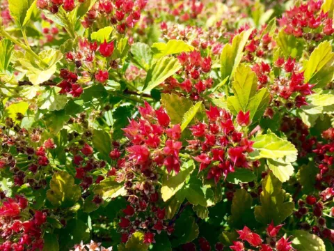 Physocarpus op. 'MAGICAL Raspberry Lemonade' ®