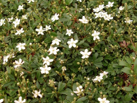 Potentilla tridentata 'Nuuk'