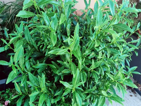 Prunus laurocerasus 'Sofia' ®