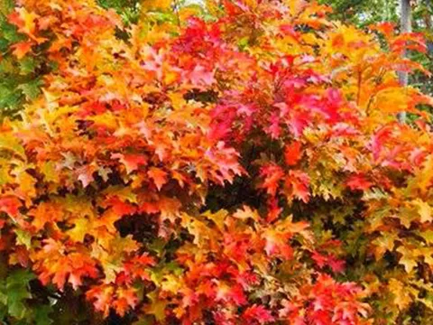 Quercus palustris 'Isabel'