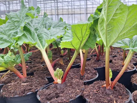 Rheum rhabarbarum 'Early Champagne'