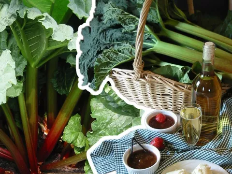 Rheum rhabarbarum 'Goliath'