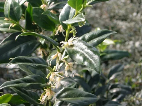 Sarcococca confusa