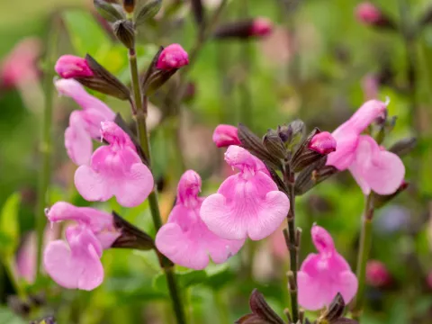 Salvia gr. 'Flower Child