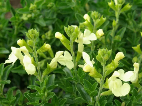 Salvia gr. SUNCREST ® 'Lemon Light'