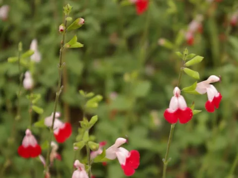 Salvia microphylla 'Hot Lips'
