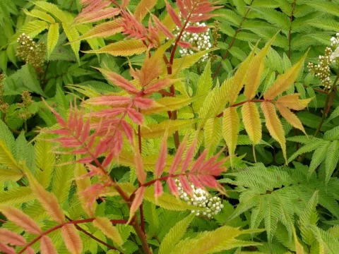 Sorbaria sorbifolia 'Sem' (R)