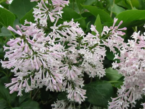 Syringa patula 'Miss Kim'