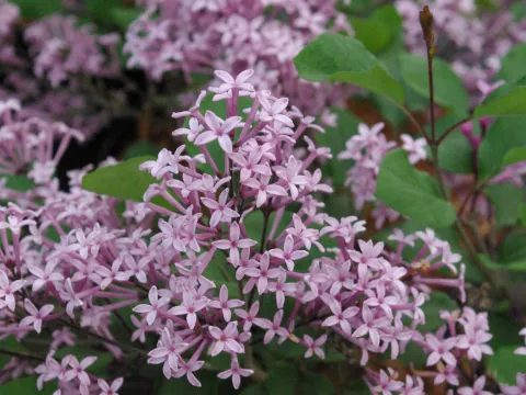 Syringa 'Red Pixie'