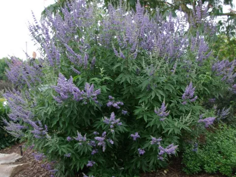 Vitex agnus-castus latifolia