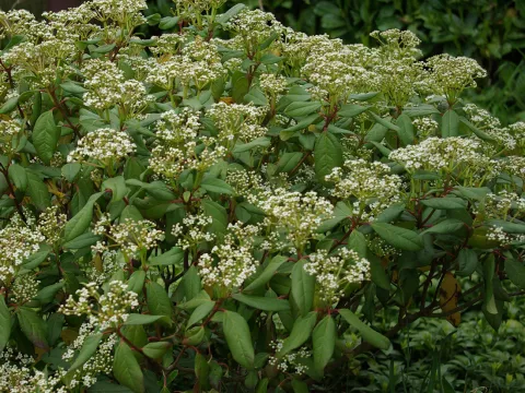 Viburnum globosum 'Jermyns Globe'
