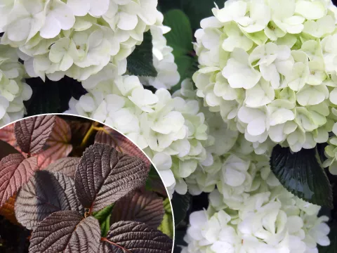 Viburnum plicatum 'Opening Day' ®