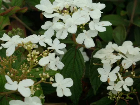 Viburnum plicatum 'Summer Snowflake'