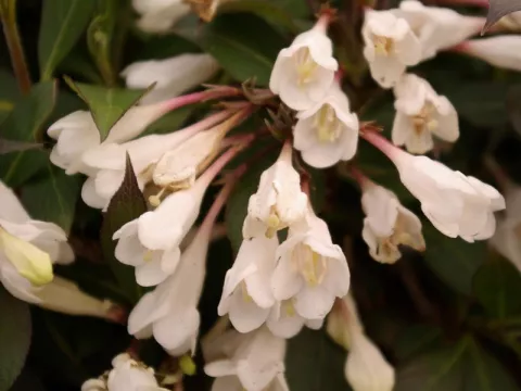 Weigela BLACK AND WHITE ® 'Courtacad01'