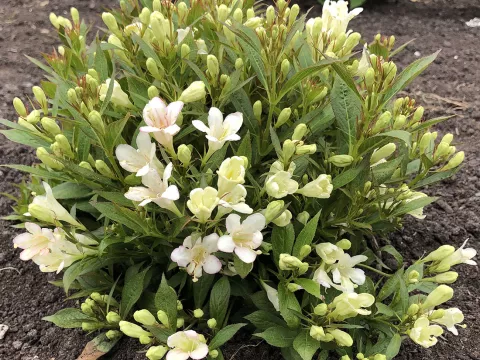 Weigela flor. 'Picobella Bianco' ®