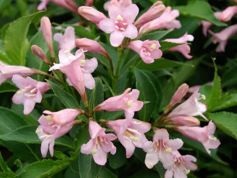 Weigela florida PINK POPPET® 'Plangen'
