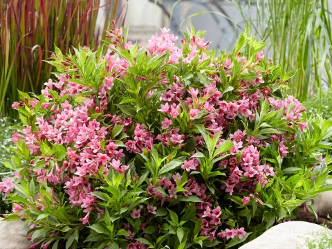 Weigela flor. 'Picobella Rosa' ®