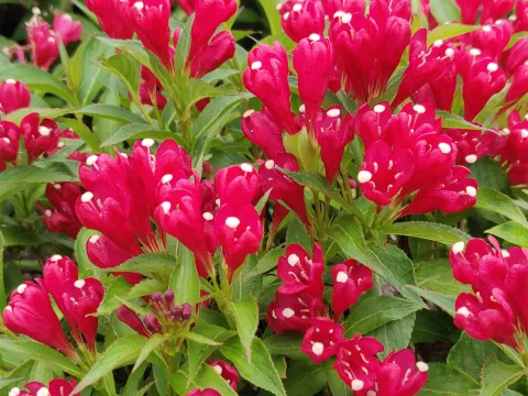 Weigela flor. 'Picobella Rosso' ®