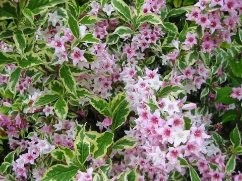 Weigela florida 'Variegata'