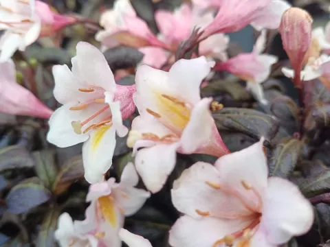 Weigela florida VINTAGE LOVE (PBR)