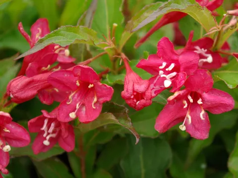 Weigela 'Red Prince'