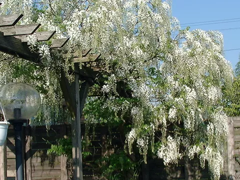 Wisteria floribunda 'Alba'
