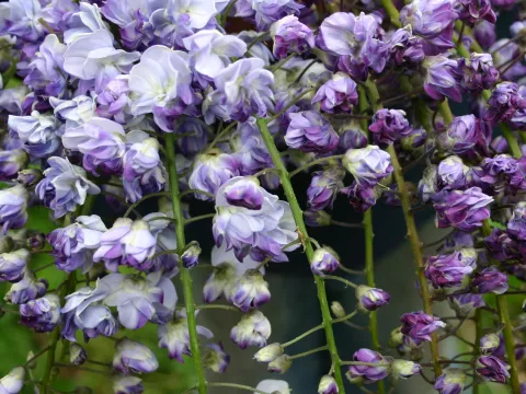 Wisteria floribunda 'Black Dragon'