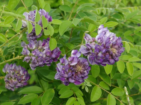 Wisteria floribunda 'Longwood Purple'