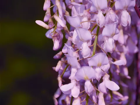 Wisteria floribunda 'Rosea'