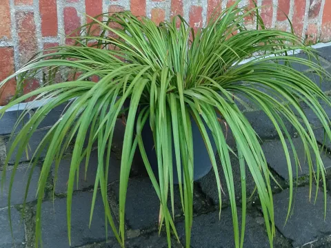 Acorus gramineaus 'Licorice'