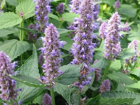 Agastache foeniculum