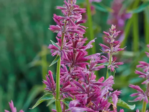 Agastache mexicana
