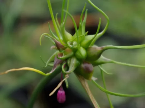 Allium carinatum