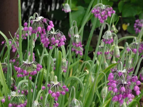 Allium cernuum