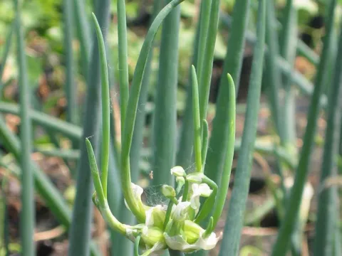 Allium cepa 'Proliferum'