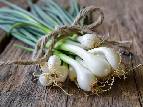 Allium fistulosum var. bulbifera