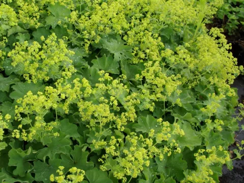 Alchemilla mollis