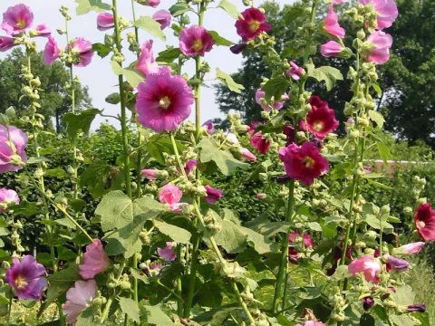 Alcea rosea