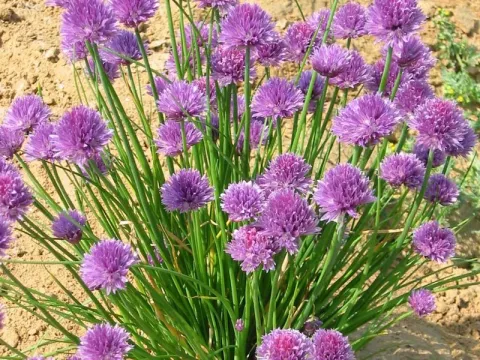 Allium schoenoprasum