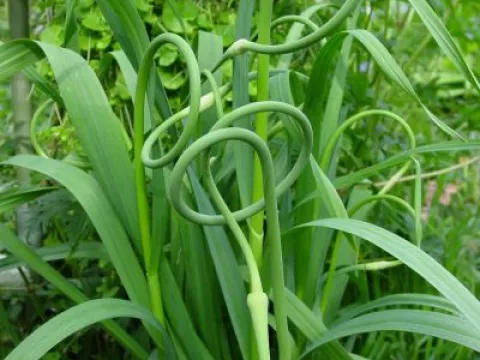 Allium sativum var. ophioscorodon