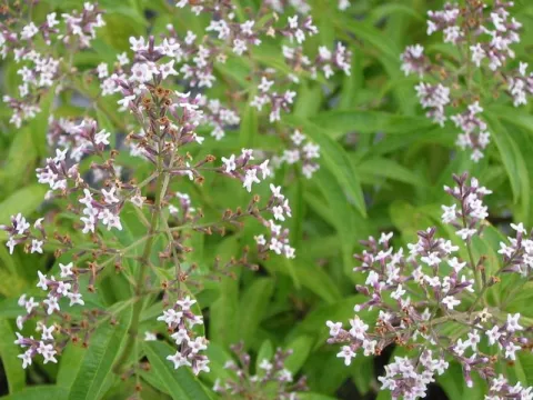 Aloysia triphylla