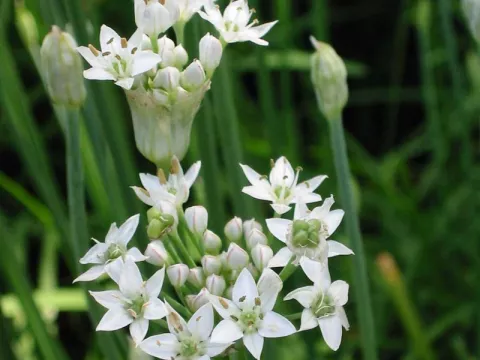 Allium tuberosum