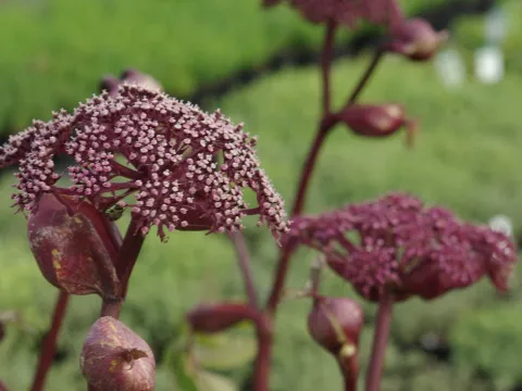 Angelica gigas