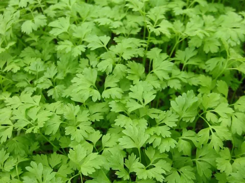 Anthriscus cerefolium