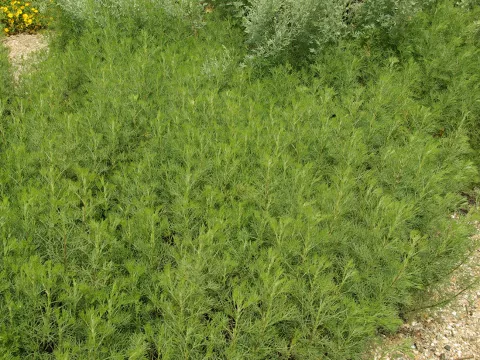 Artemisia abrotanum