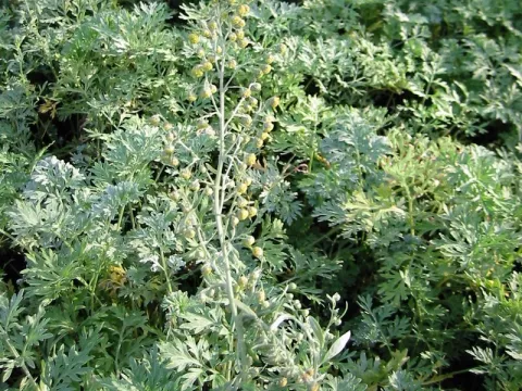 Artemisia absinthium