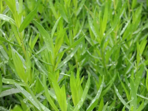 Artemisia drac. 'Senior'