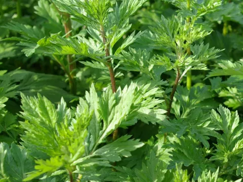 Artemisia vulgaris