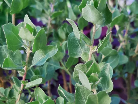 Atriplex halimus