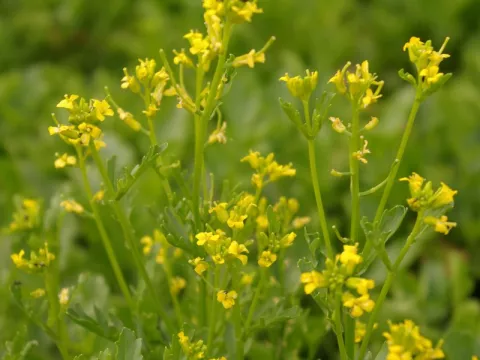 Barbarea verna